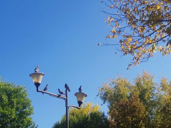 Low angle view of street light against blue sky