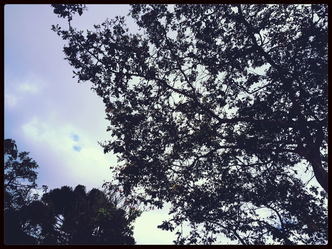 transfer print, low angle view, auto post production filter, tree, sky, branch, growth, cloud - sky, nature, day, cloud, outdoors, no people, high section, built structure, silhouette, beauty in nature, tranquility, cloudy, building exterior