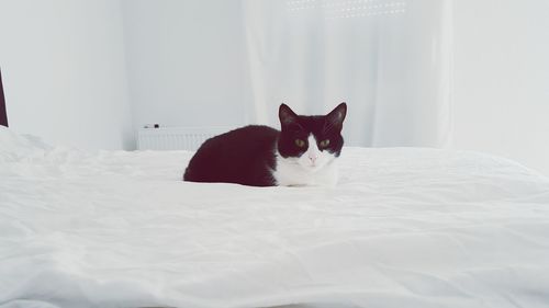 Portrait of cat lying on bed