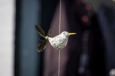 Close-up of a bird flying