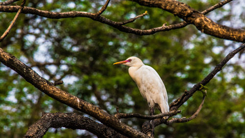 Low angle view of bird perching on tree