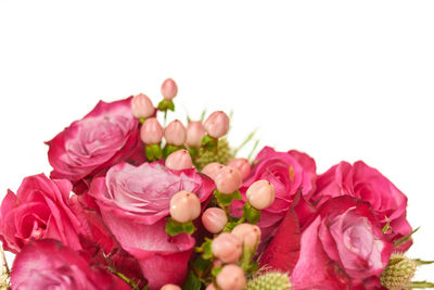 Close-up of pink roses against white background