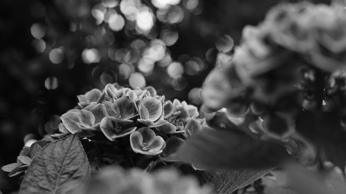 Close-up of flowers blooming outdoors