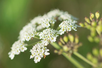 Close-up of white flowering plant