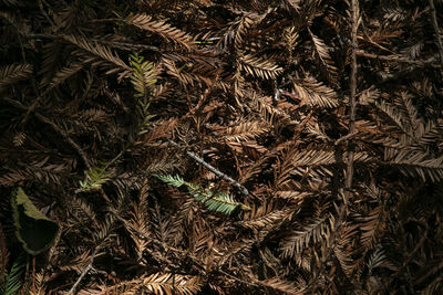 Full frame shot of dried plant