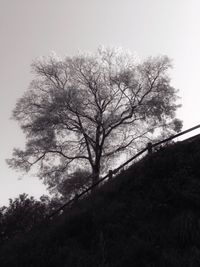 Low angle view of tree against clear sky