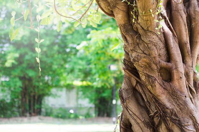 Close-up of tree trunk in forest