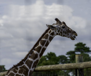 Giraffe eating