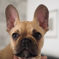 Close-up of french bulldog at home