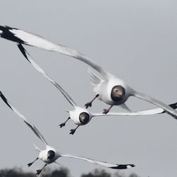 Low angle view of seagull flying in sky