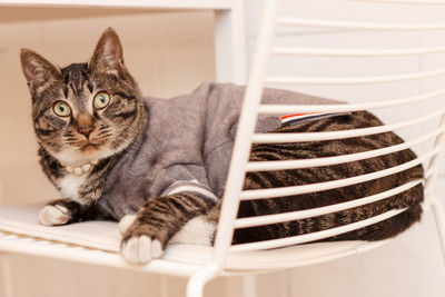 Portrait of cat sitting on floor