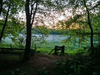 Scenic view of lake in forest