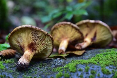 Close-up of mushrooms on field