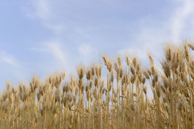 Panoramic shot of stalks in field against sky