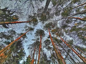 Low angle view of trees in forest against sky