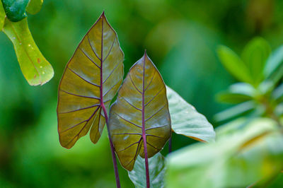 Close-up of leaves