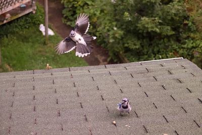 Pigeons flying