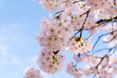 Low angle view of apple blossoms in spring