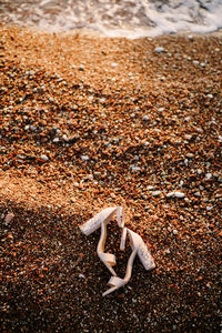 High angle view of crab on sand