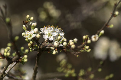 Close-up of white cherry blossom tree