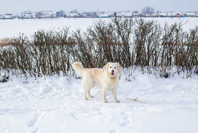 Large white labrador golden retriever dog in winter landscape runs in the snow.