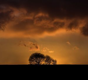 Silhouette trees on landscape against sky at sunset