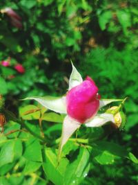 Close-up of pink flowers