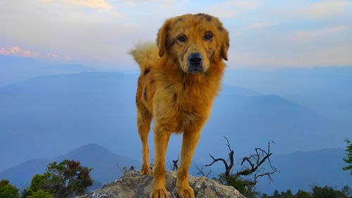 Portrait of dog standing on mountain against sky