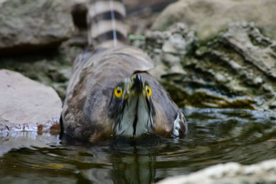 Close-up of bird in lake