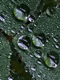 Full frame shot of raindrops on plant