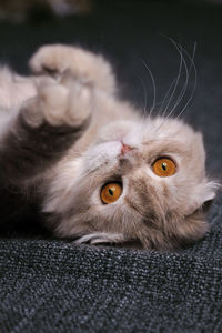 Close-up portrait of a cat