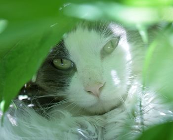 Close-up portrait of cat