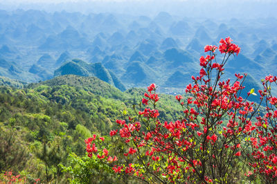 Red flowering plant against mountain
