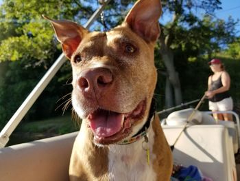 Portrait of dog looking at camera
