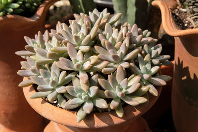 Close-up of succulent plant in pot