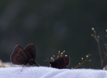 Close-up of butterfly on flower