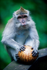 Close-up of monkey eating food