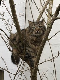 Portrait of a cat sitting on branch