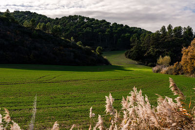 Scenic view of agricultural field against sky