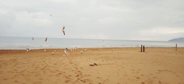 View of seagulls on beach