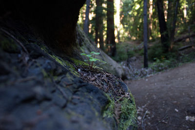 Plants growing on tree trunk at forest