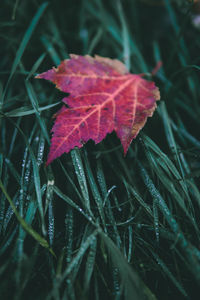 Close-up of red maple leaf on grass