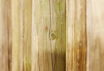 Close-up of wood