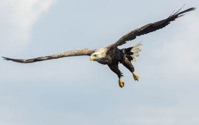 Eagle flying against sky