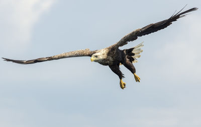Low angle view of eagle flying in sky