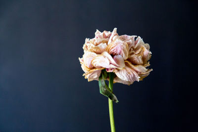 Close-up of wilted rose against black background