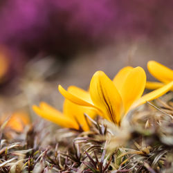 Close-up of yellow flower