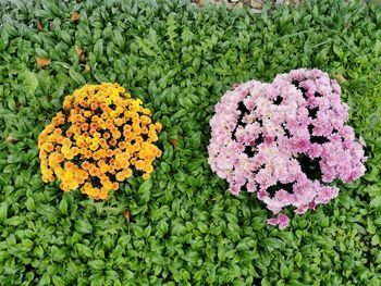 High angle view of pink flowering plants