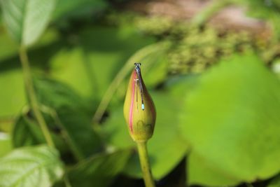 Close-up of flower bud growing outdoors