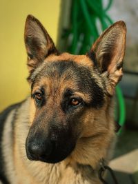 Close-up portrait of dog